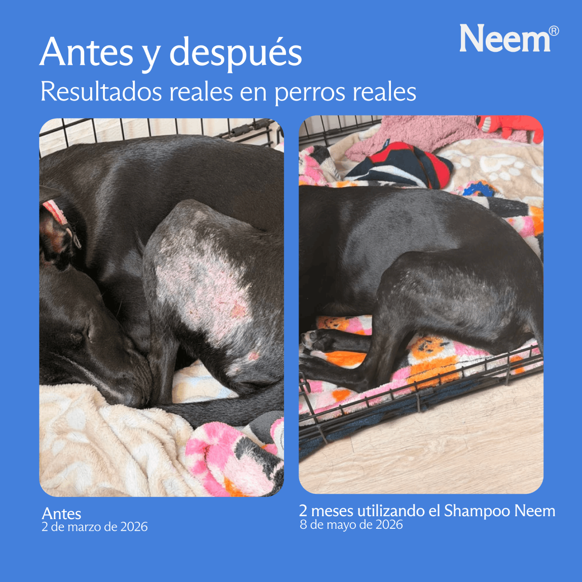 Shampoo prémium con probióticos antipicazón