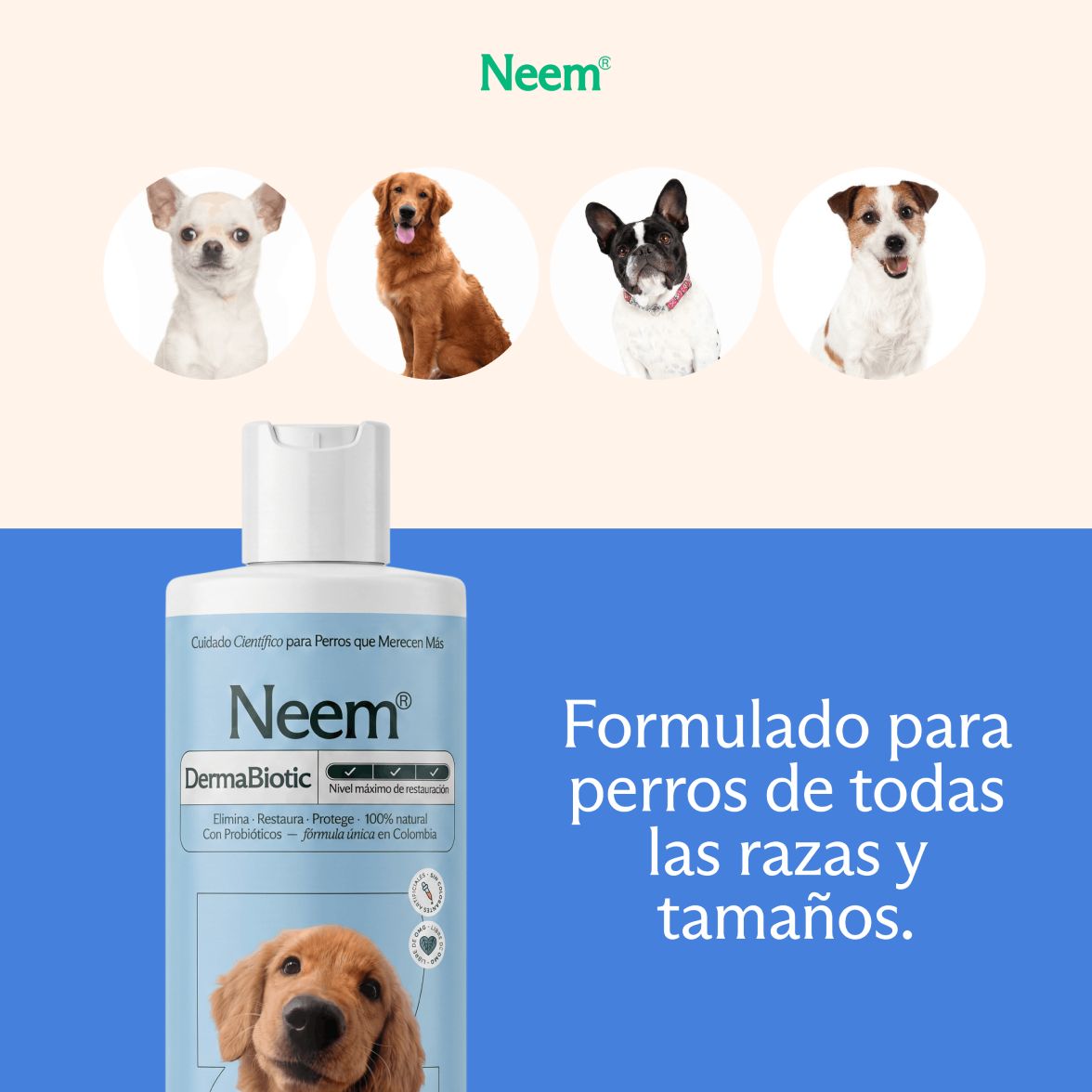 Shampoo prémium con probióticos antipicazón